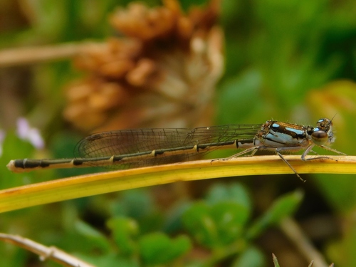 Fragile Forktail