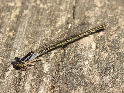 Fragile Forktail