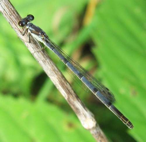 Fragile Forktail
