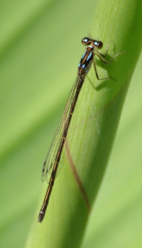 Fragile Forktail