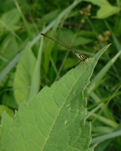 Fragile Forktail