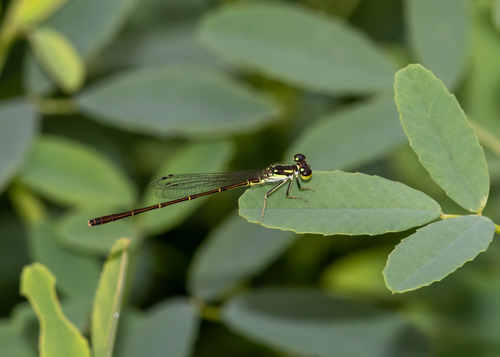 Fragile Forktail