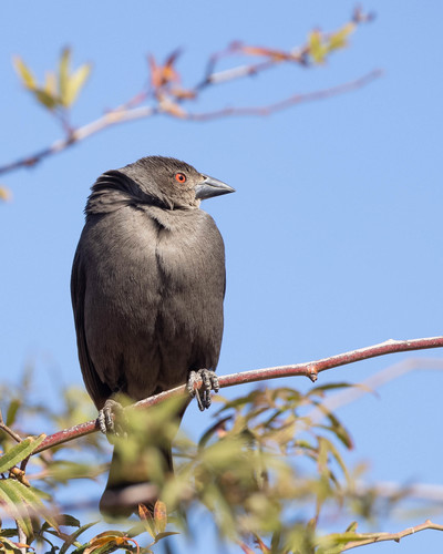 Bronzed Cowbird