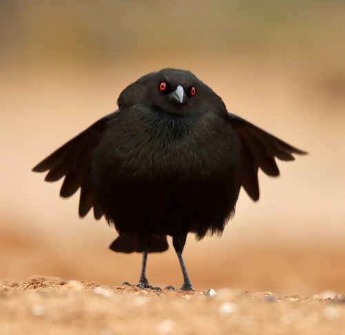 Bronzed Cowbird