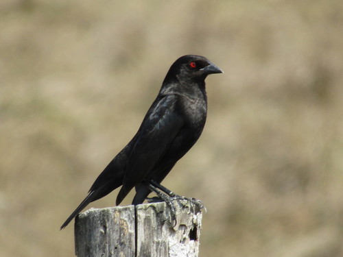 Bronzed Cowbird