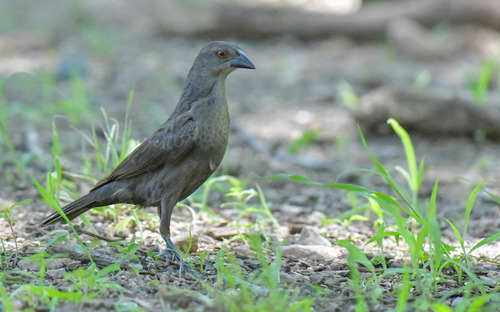 Bronzed Cowbird