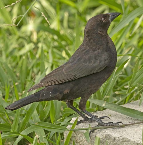Bronzed Cowbird