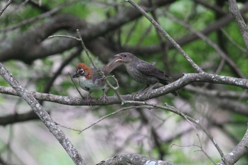 Bronzed Cowbird