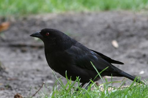 Bronzed Cowbird
