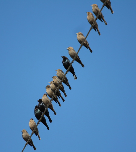 Brown-headed Cowbird