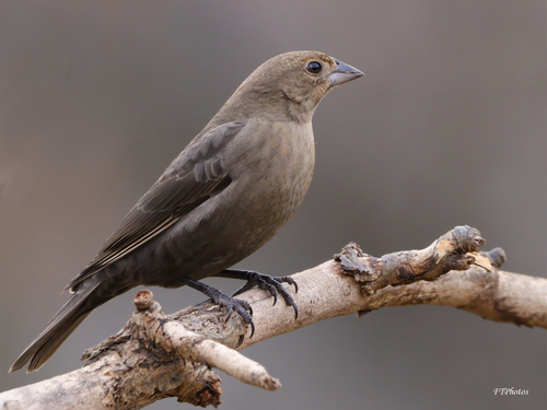 Brown-headed Cowbird