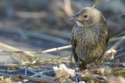 Brown-headed Cowbird