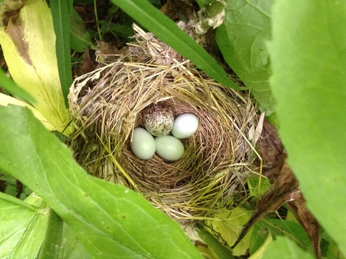 Brown-headed Cowbird