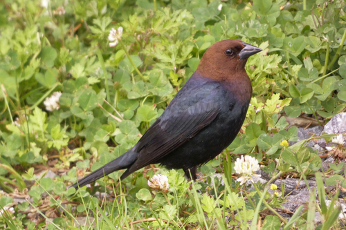 Brown-headed Cowbird