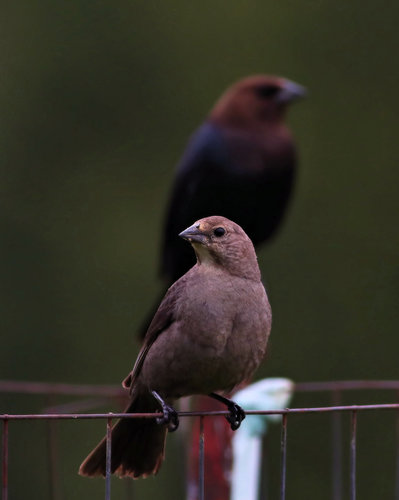 Brown-headed Cowbird