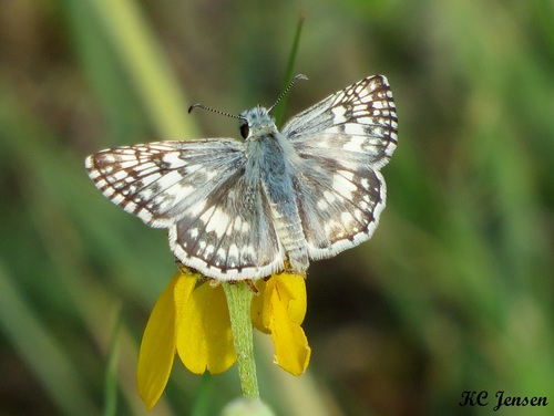 Common Checkered-Skipper