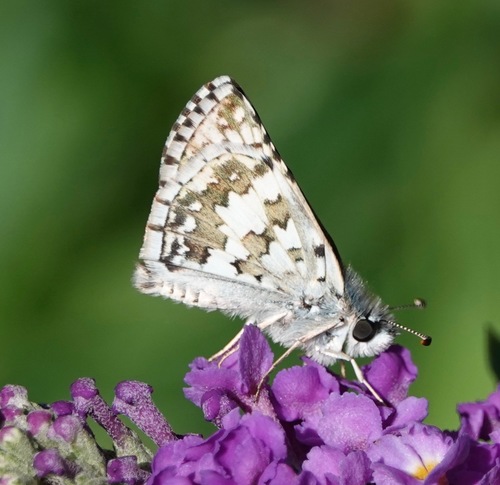 Common Checkered-Skipper