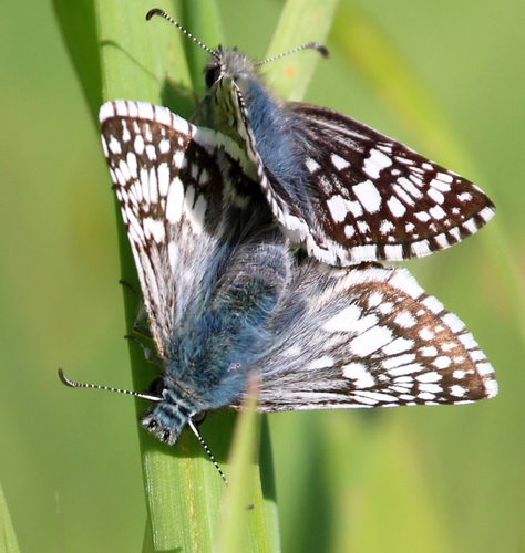 Common Checkered-Skipper