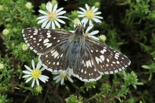 Common Checkered-Skipper