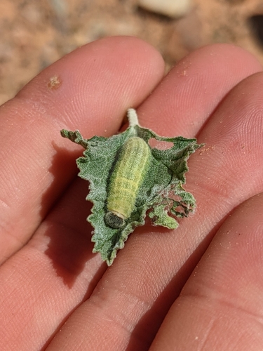 Common Checkered-Skipper