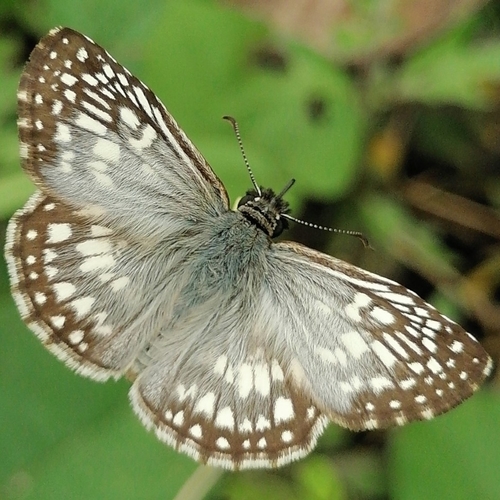 Tropical Checkered-Skipper