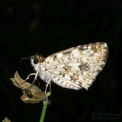 Tropical Checkered-Skipper
