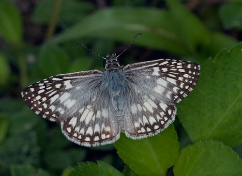 Tropical Checkered-Skipper