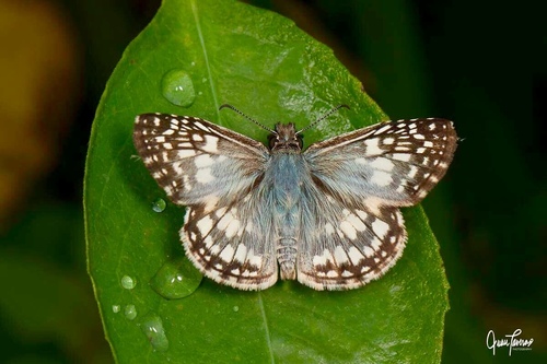 Tropical Checkered-Skipper