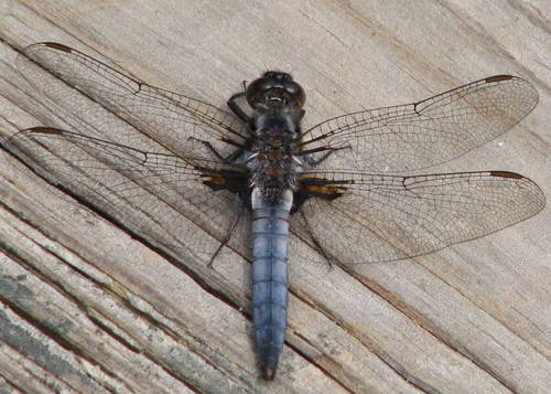 Blue Corporal
