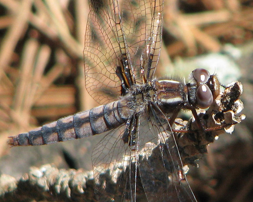 Blue Corporal