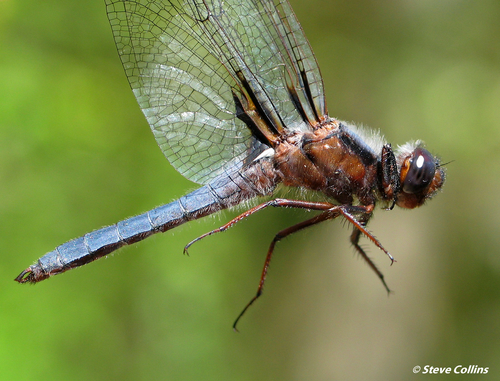 Blue Corporal