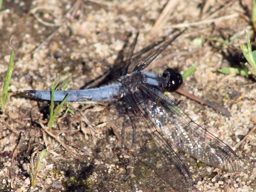 Blue Corporal