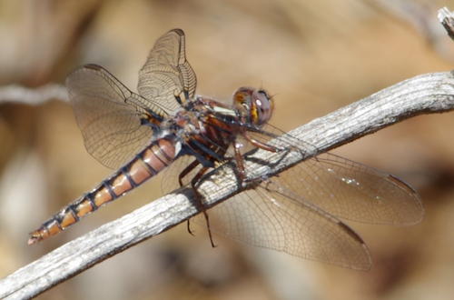 Blue Corporal