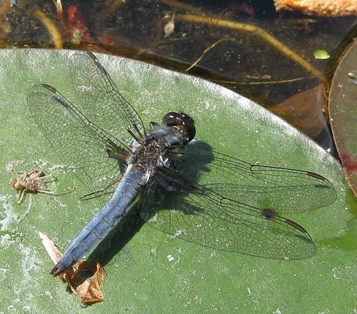 Blue Corporal