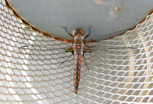 Blue Corporal