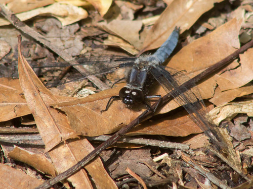 Blue Corporal