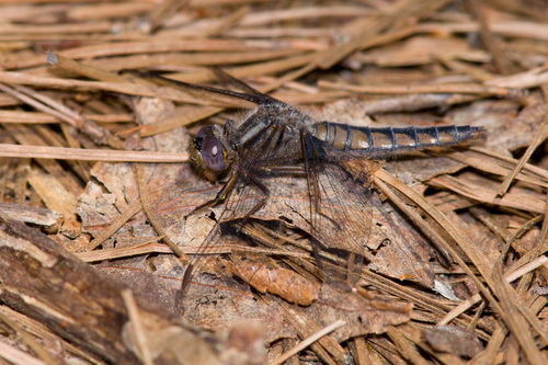 Blue Corporal
