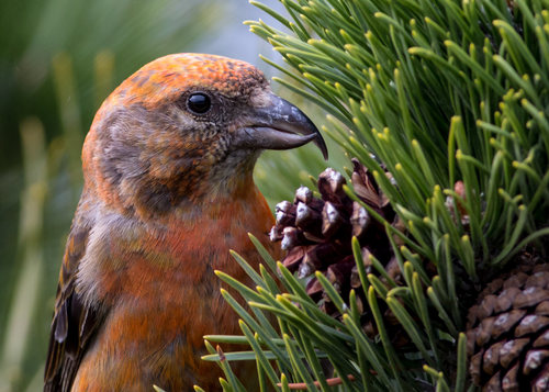 Red Crossbill