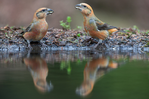 Red Crossbill