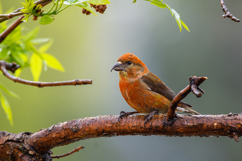 Red Crossbill