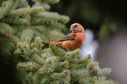 Red Crossbill