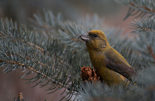 Red Crossbill