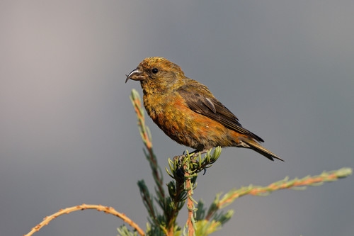 Red Crossbill