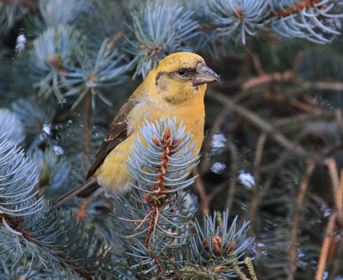Red Crossbill