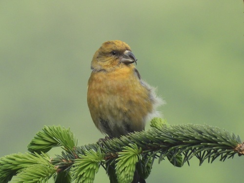 Red Crossbill