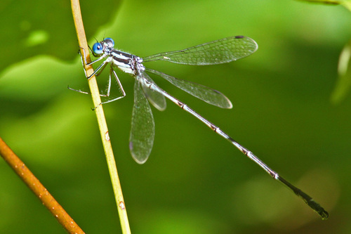Slender Spreadwing