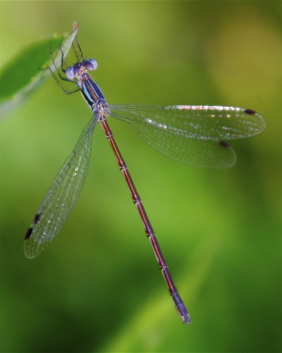Slender Spreadwing