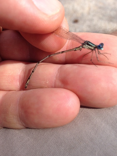Slender Spreadwing