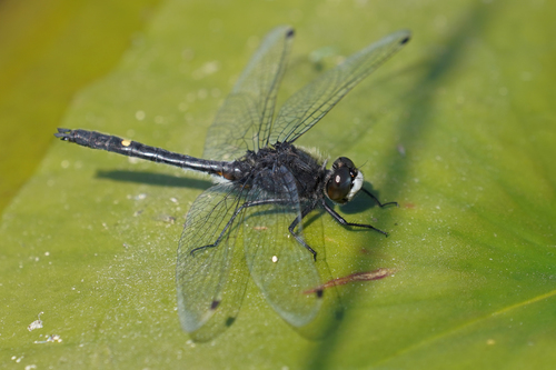 Dot-tailed Whiteface