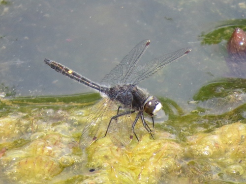 Dot-tailed Whiteface